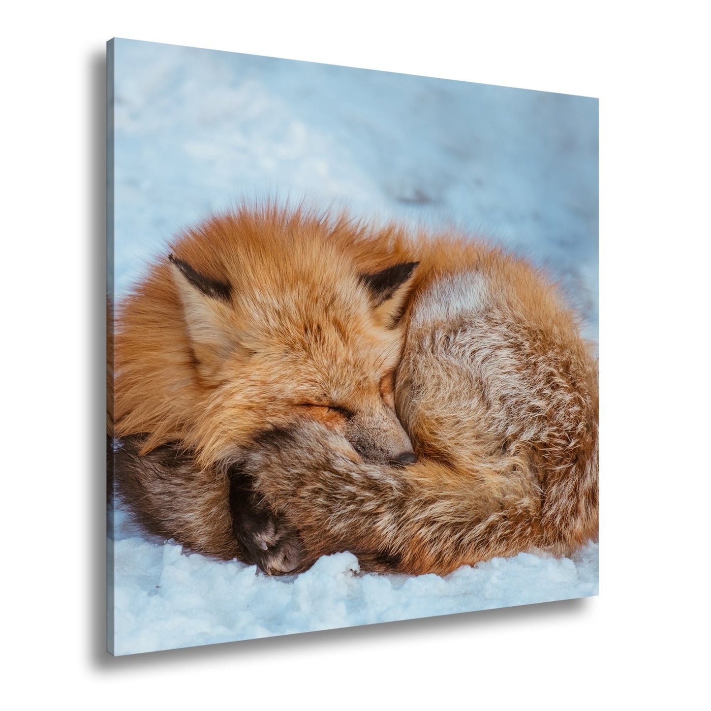 Leinwandbild XXL Fuchs – Schlafender Fuchs im Winterflaum - deyoli