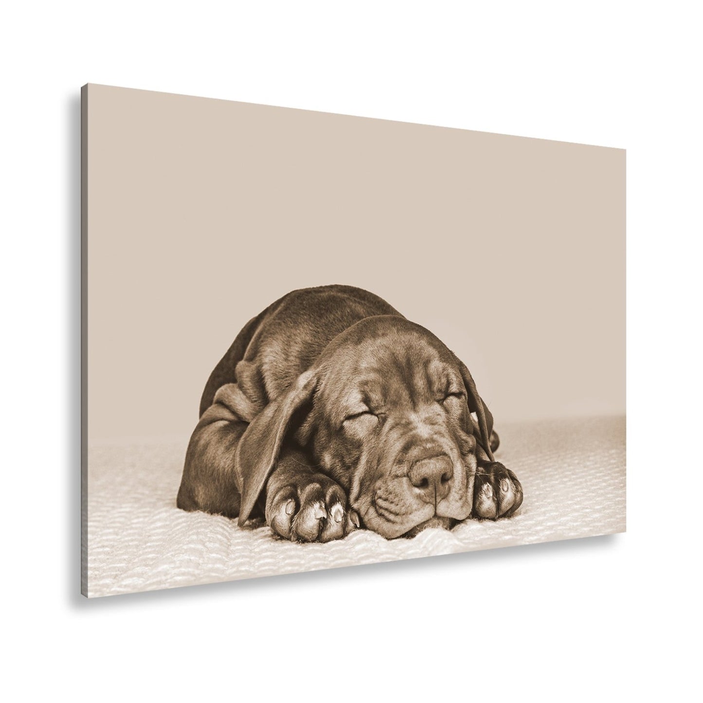 Leinwandbild XXL Hund Welpe – Welpenfrieden Kunstdruck - deyoli