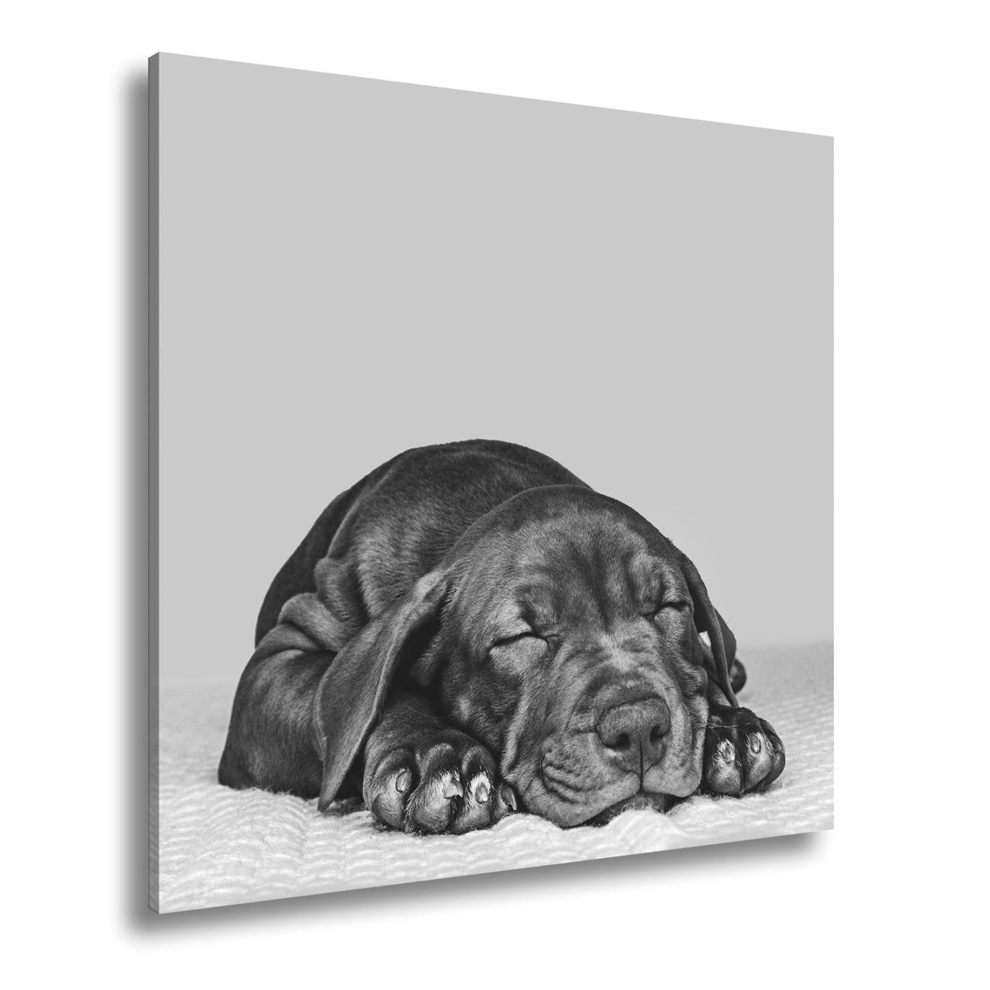 Leinwandbild XXL Hund Welpe – Welpenfrieden Kunstdruck - deyoli