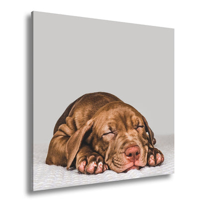 Leinwandbild XXL Hund Welpe – Welpenfrieden Kunstdruck - deyoli