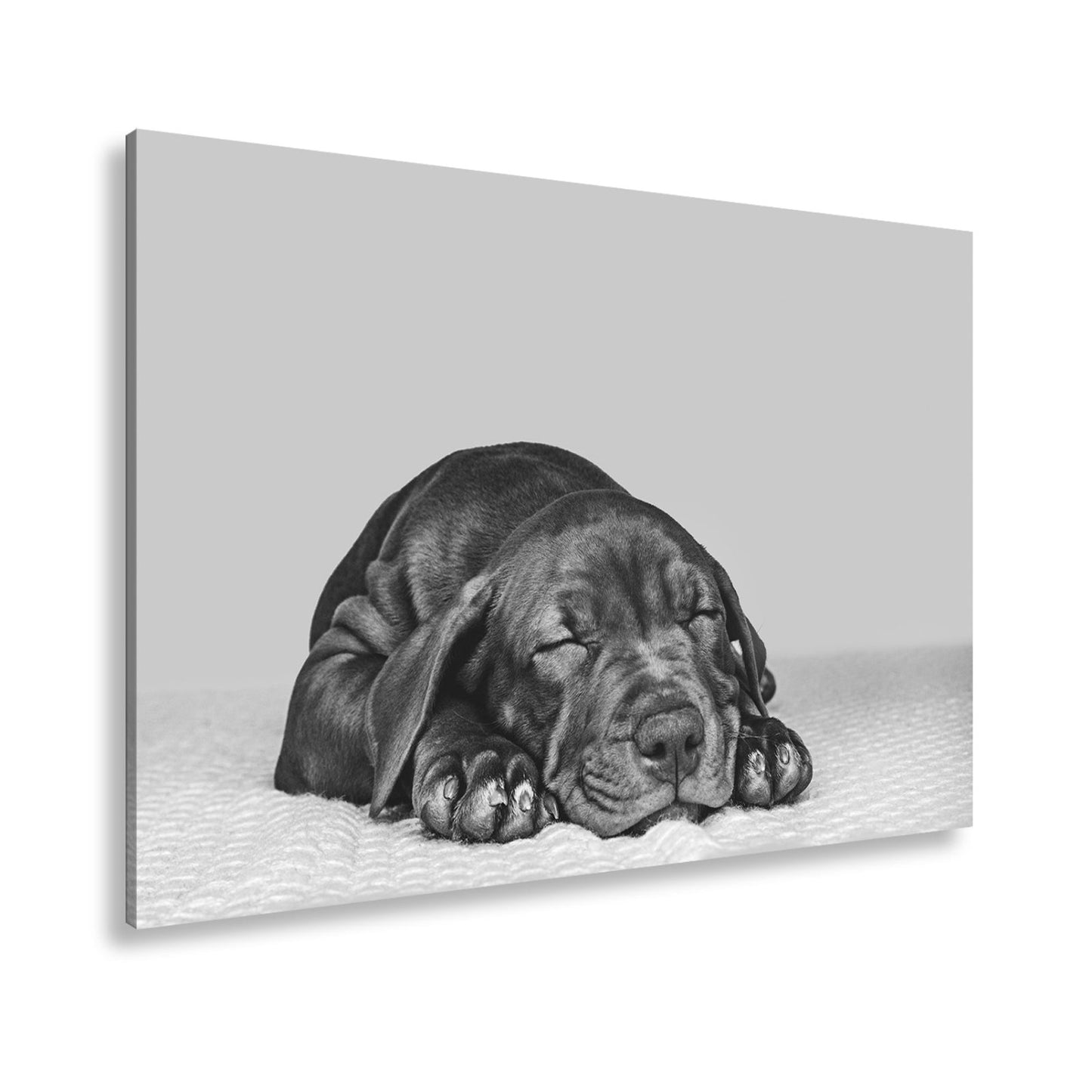 Leinwandbild XXL Hund Welpe – Welpenfrieden Kunstdruck - deyoli