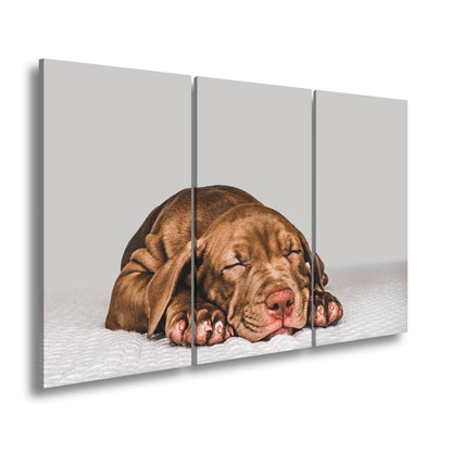 Leinwandbild XXL Hund Welpe – Welpenfrieden Kunstdruck - deyoli