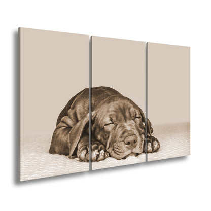 Leinwandbild XXL Hund Welpe – Welpenfrieden Kunstdruck - deyoli