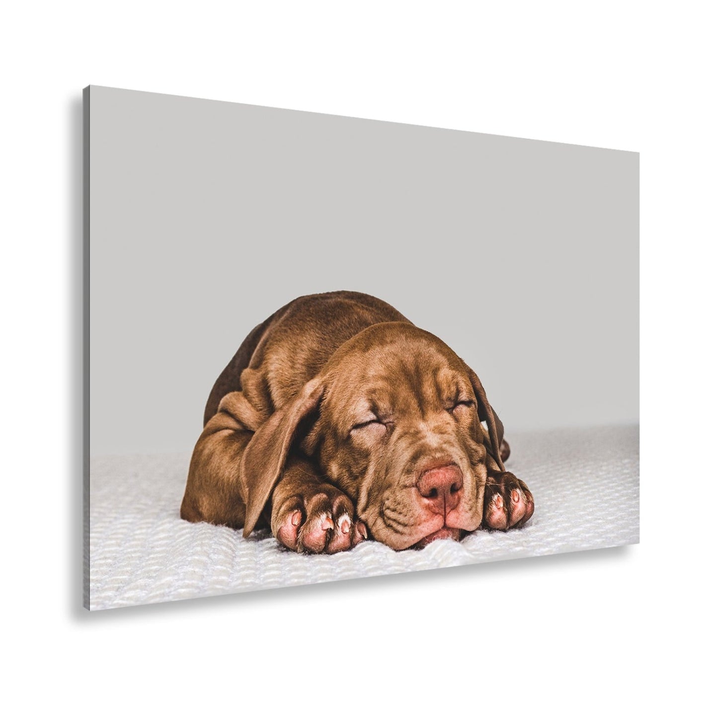 Leinwandbild XXL Hund Welpe – Welpenfrieden Kunstdruck - deyoli