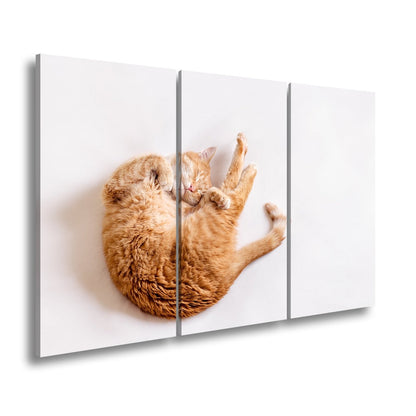 Leinwandbild XXL Katze – Rotgetigerter Traum Wandbild / Wohnzimmer Dekoration - deyoli