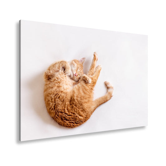 Leinwandbild XXL Katze – Rotgetigerter Traum Wandbild / Wohnzimmer Dekoration - deyoli