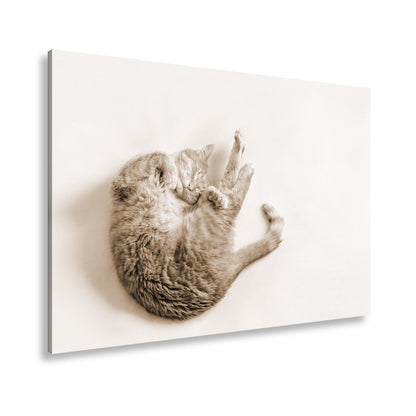 Leinwandbild XXL Katze – Rotgetigerter Traum Wandbild / Wohnzimmer Dekoration - deyoli