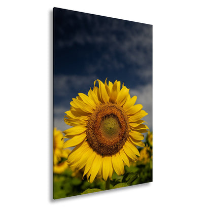 Leinwandbild XXL Sonnenblume Himmel – Dramatisch - deyoli