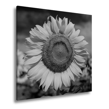 Leinwandbild XXL Sonnenblume Himmel – Dramatisch - deyoli