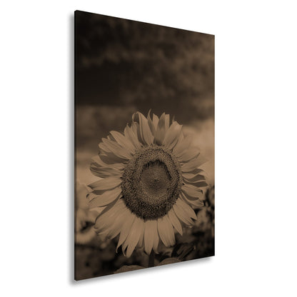 Leinwandbild XXL Sonnenblume Himmel – Dramatisch - deyoli