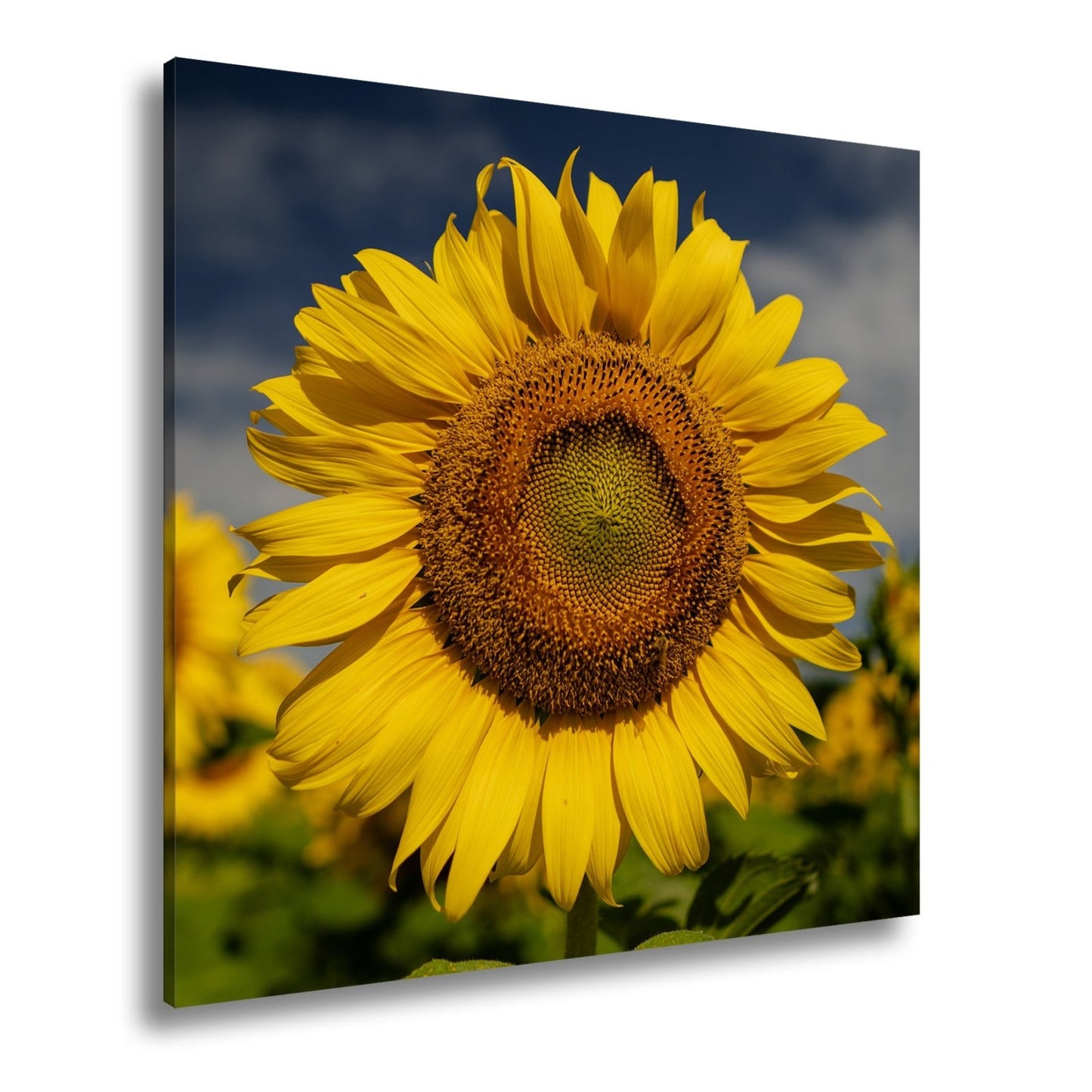 Leinwandbild XXL Sonnenblume Himmel – Dramatisch - deyoli