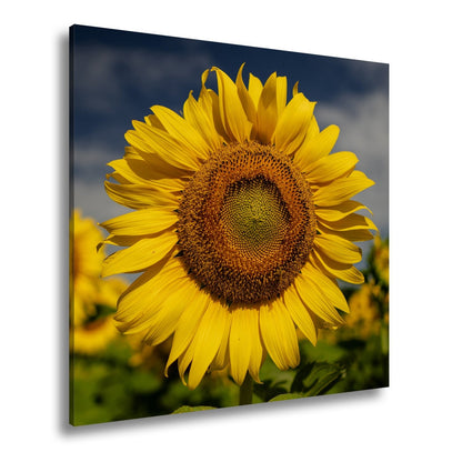 Leinwandbild XXL Sonnenblume Himmel – Dramatisch - deyoli