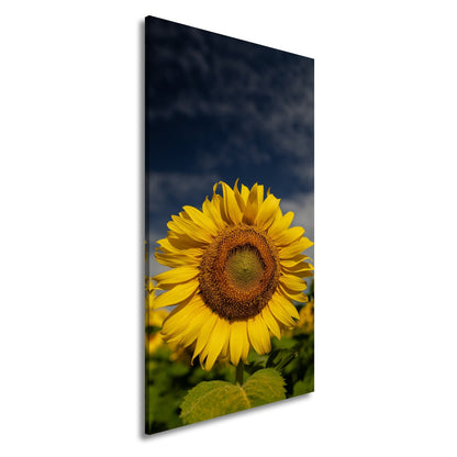 Leinwandbild XXL Sonnenblume Himmel – Dramatisch - deyoli