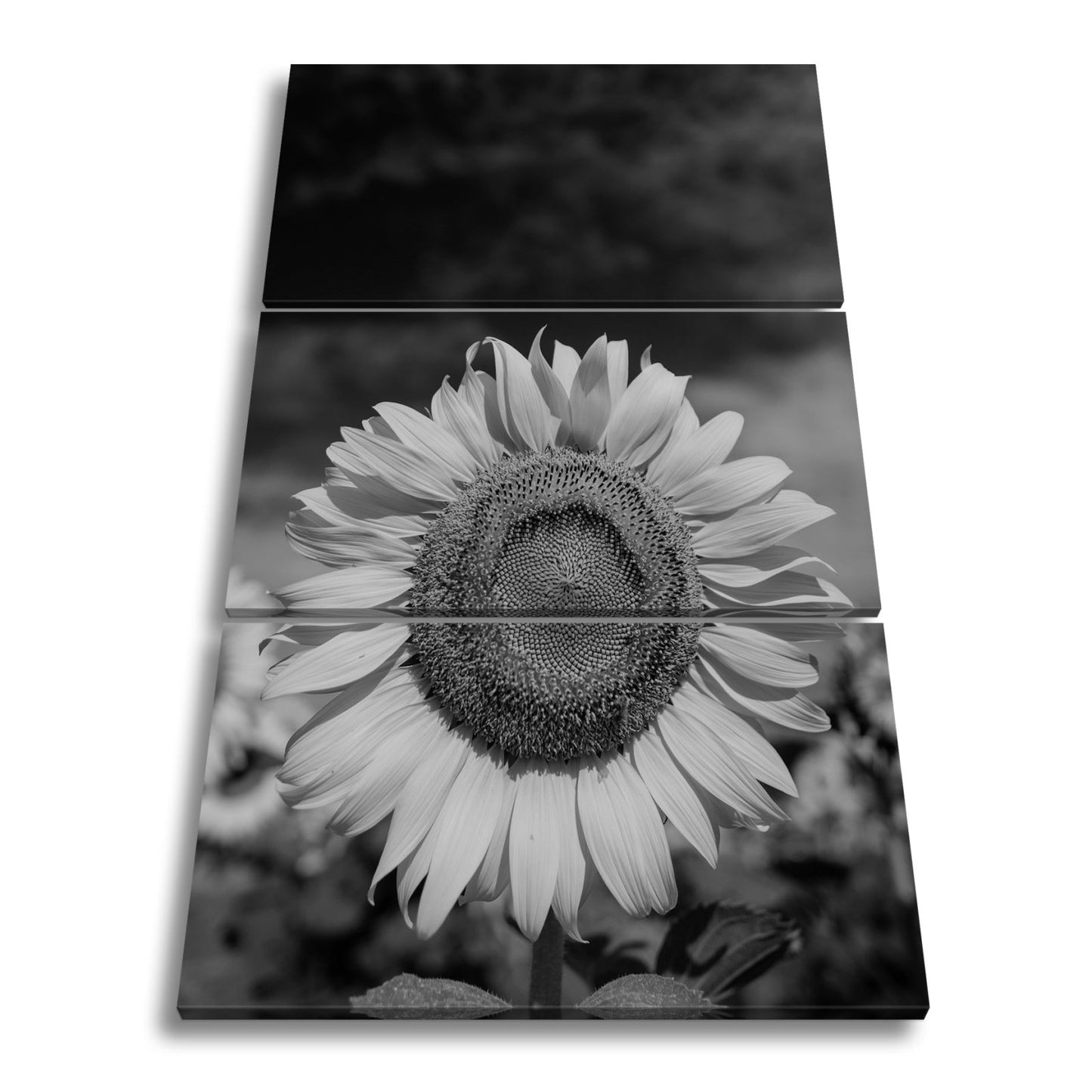 Leinwandbild XXL Sonnenblume Himmel – Dramatisch - deyoli