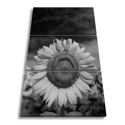 Leinwandbild XXL Sonnenblume Himmel – Dramatisch - deyoli