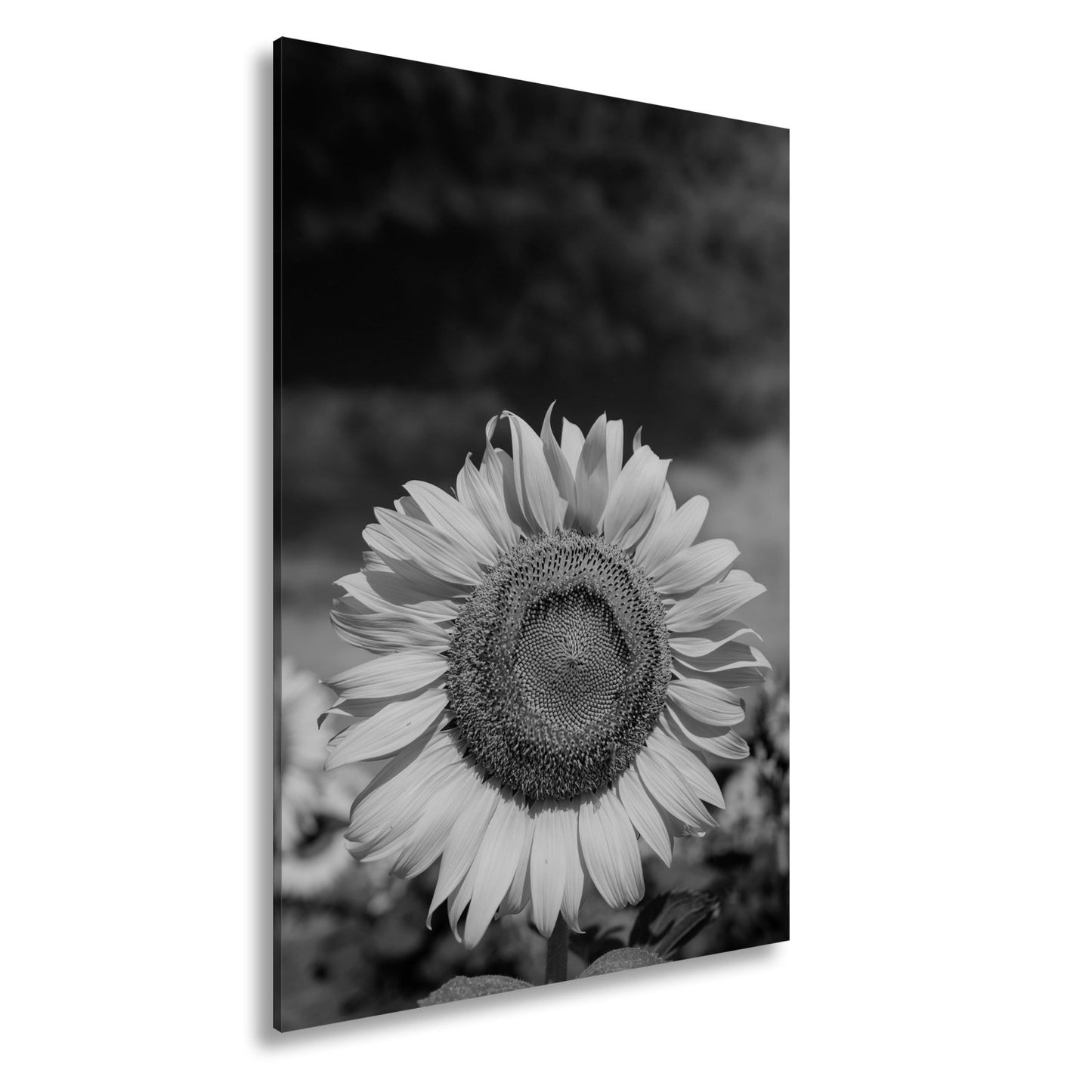 Leinwandbild XXL Sonnenblume Himmel – Dramatisch - deyoli