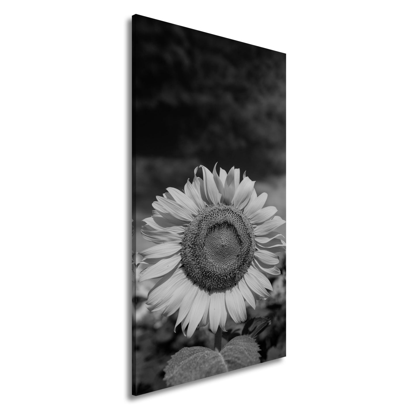 Leinwandbild XXL Sonnenblume Himmel – Dramatisch - deyoli