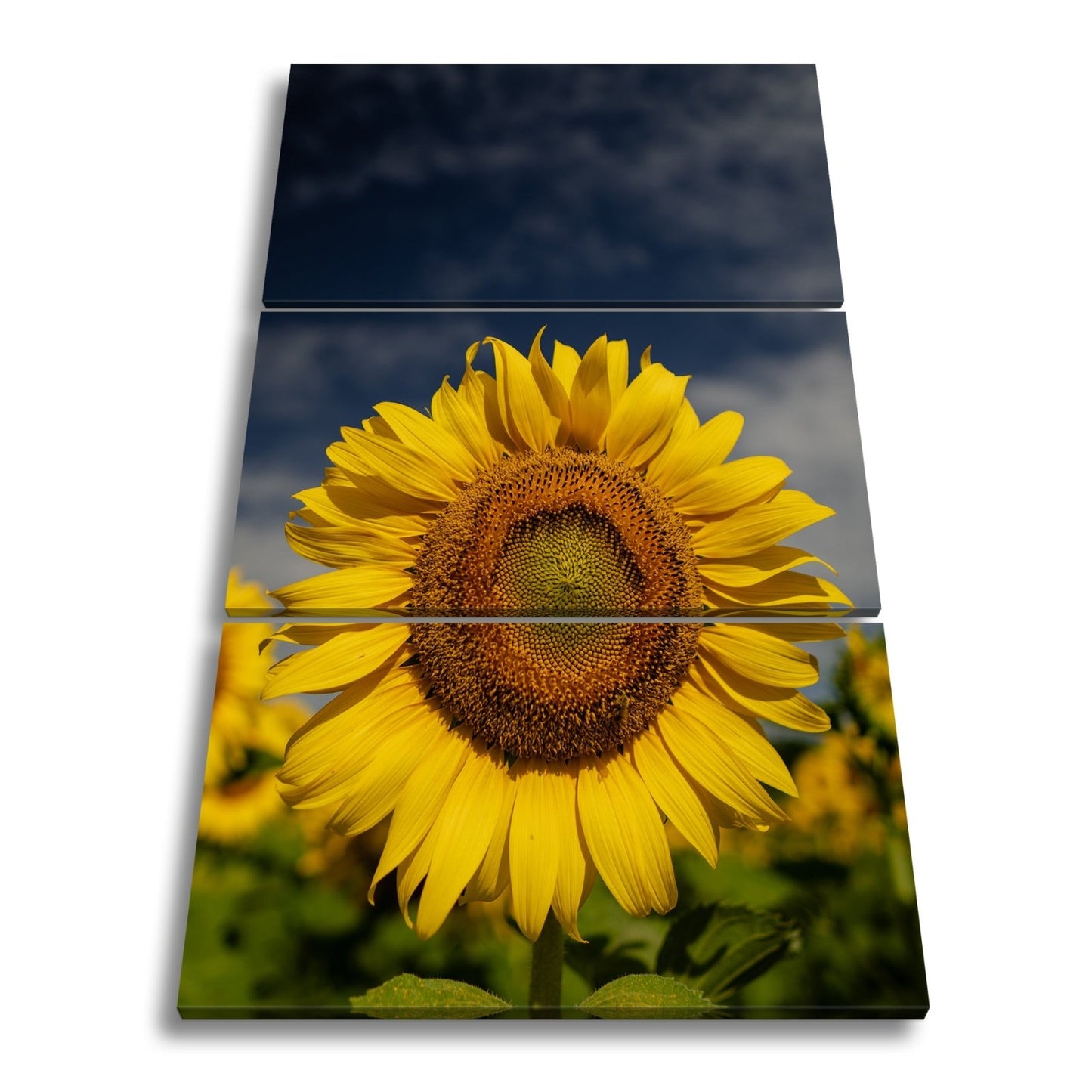 Leinwandbild XXL Sonnenblume Himmel – Dramatisch - deyoli