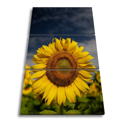 Leinwandbild XXL Sonnenblume Himmel – Dramatisch - deyoli
