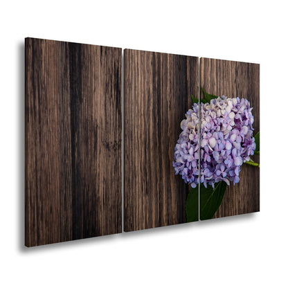 Leinwandbild Zarte Hortensie ruht in pastellfarbenem Glanz auf Holz - deyoli