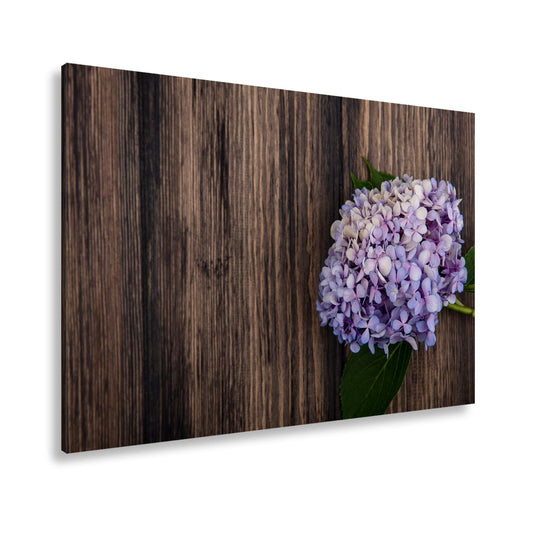 Leinwandbild Zarte Hortensie ruht in pastellfarbenem Glanz auf Holz - deyoli