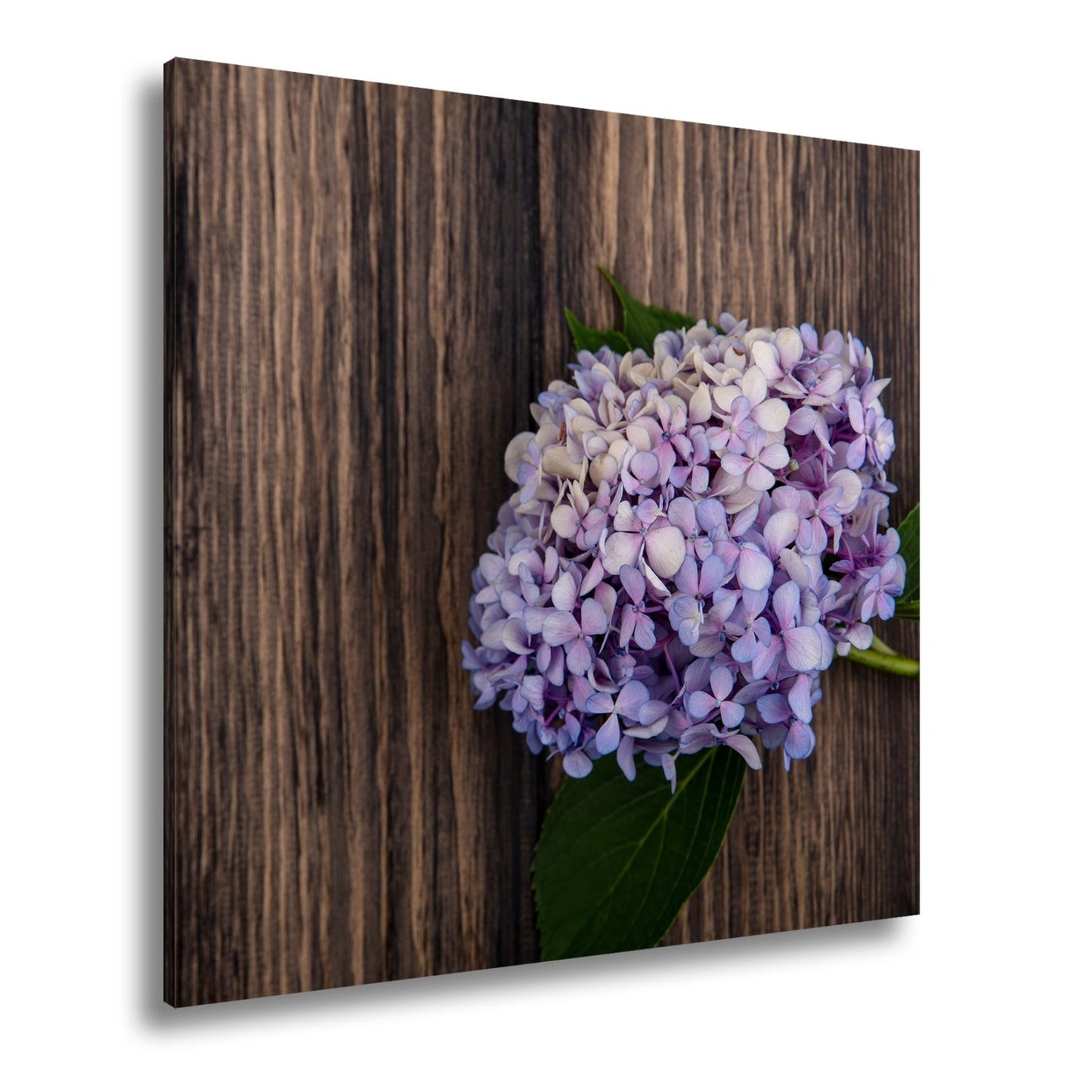 Leinwandbild Zarte Hortensie ruht in pastellfarbenem Glanz auf Holz - deyoli
