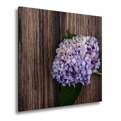 Leinwandbild Zarte Hortensie ruht in pastellfarbenem Glanz auf Holz - deyoli