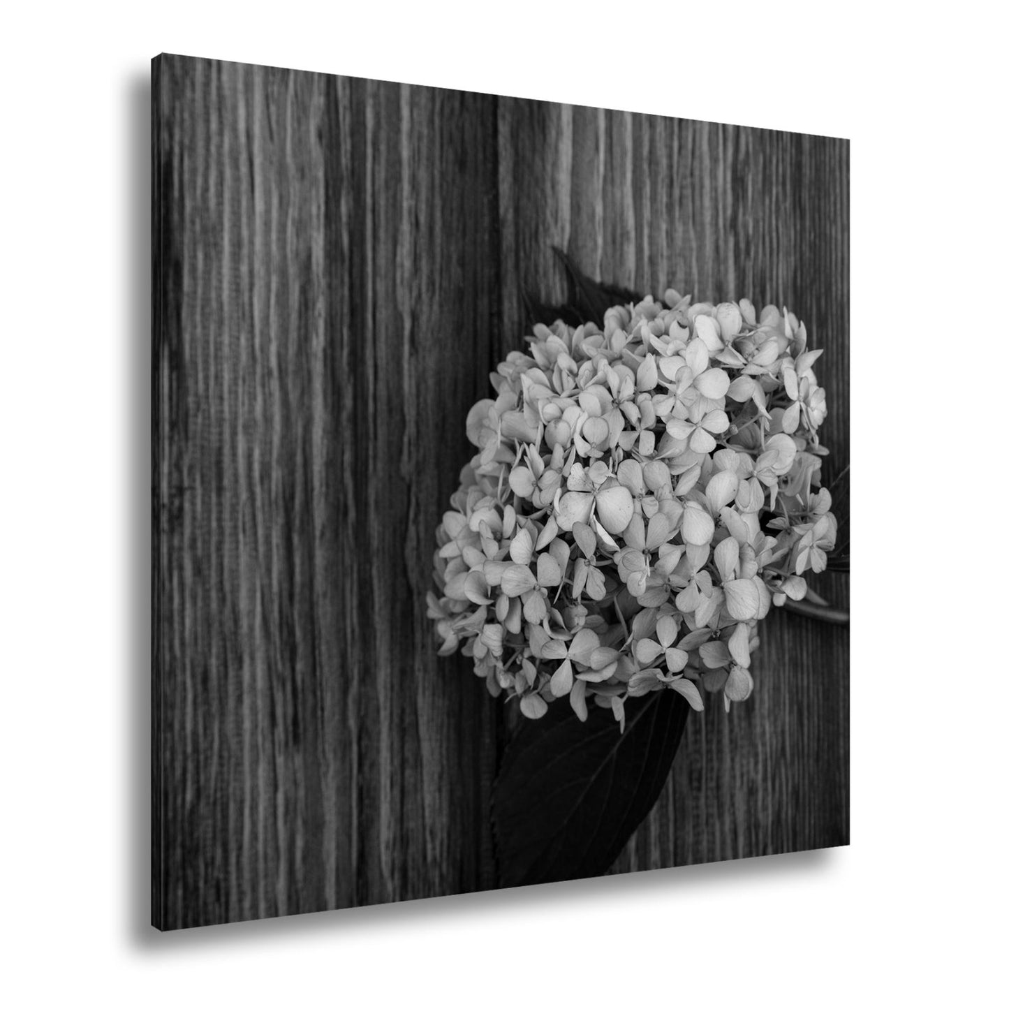 Leinwandbild Zarte Hortensie ruht in pastellfarbenem Glanz auf Holz - deyoli