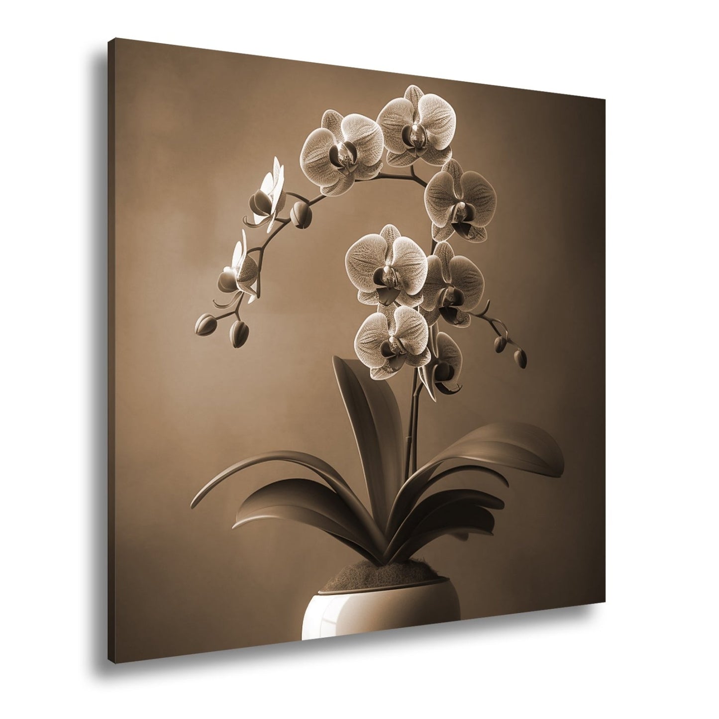 Leinwandbild Zarte Orchidee erblüht elegant im sanften Studiolicht - deyoli