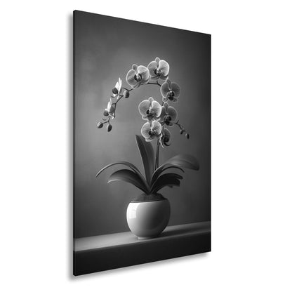 Leinwandbild Zarte Orchidee erblüht elegant im sanften Studiolicht - deyoli