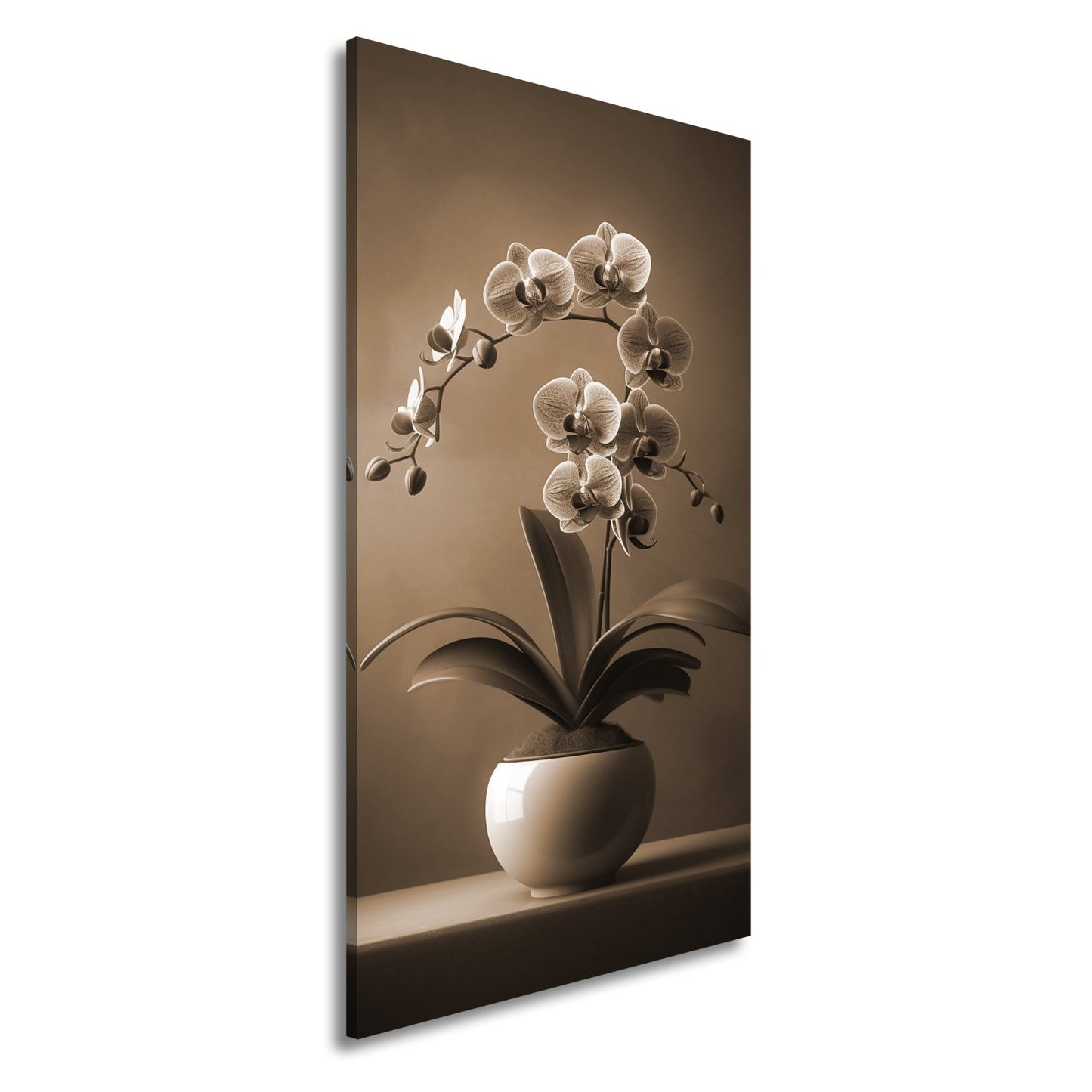 Leinwandbild Zarte Orchidee erblüht elegant im sanften Studiolicht - deyoli