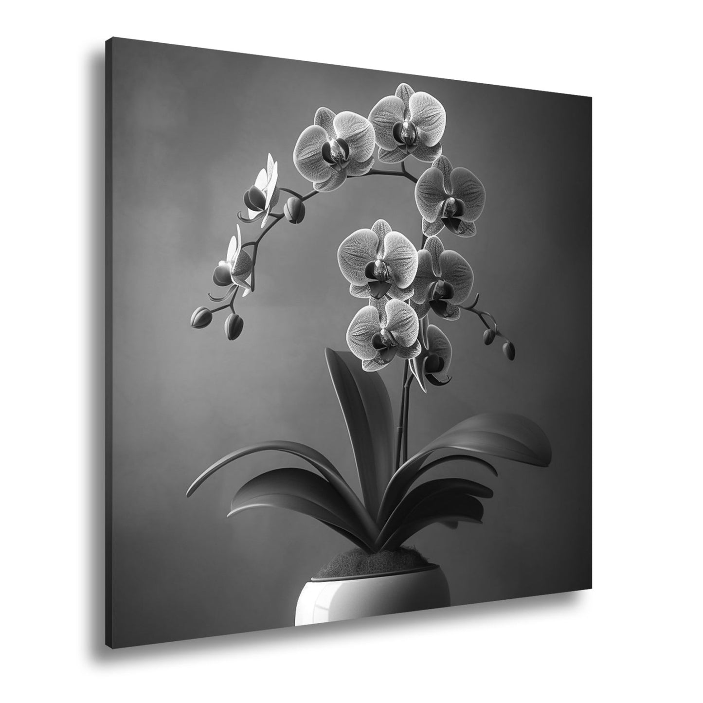 Leinwandbild Zarte Orchidee erblüht elegant im sanften Studiolicht - deyoli