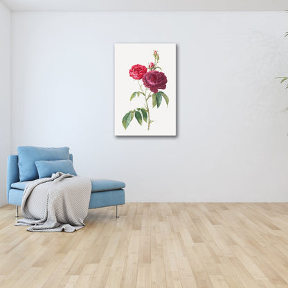 Leinwandbild Zarte Rosenblüten, klassisch illustriert in natürlicher Schönheit - deyoli