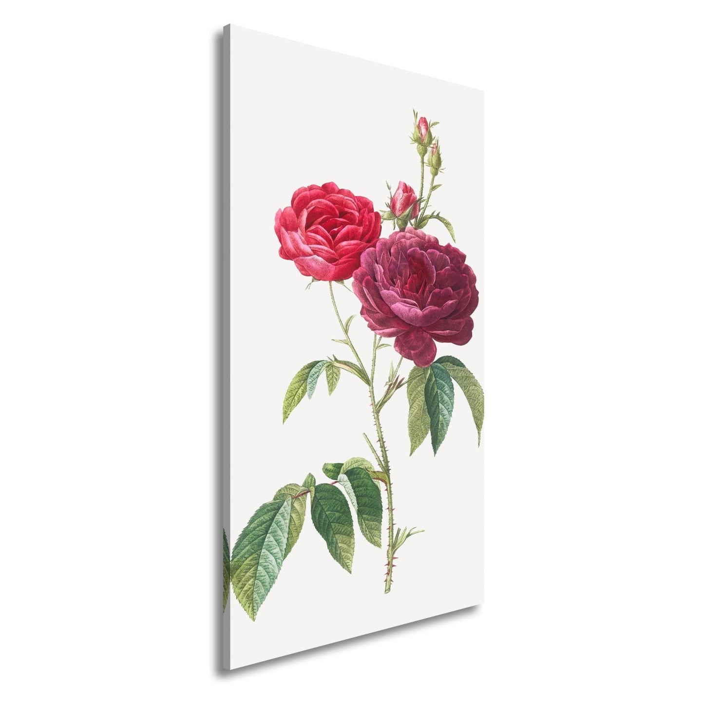 Leinwandbild Zarte Rosenblüten, klassisch illustriert in natürlicher Schönheit - deyoli