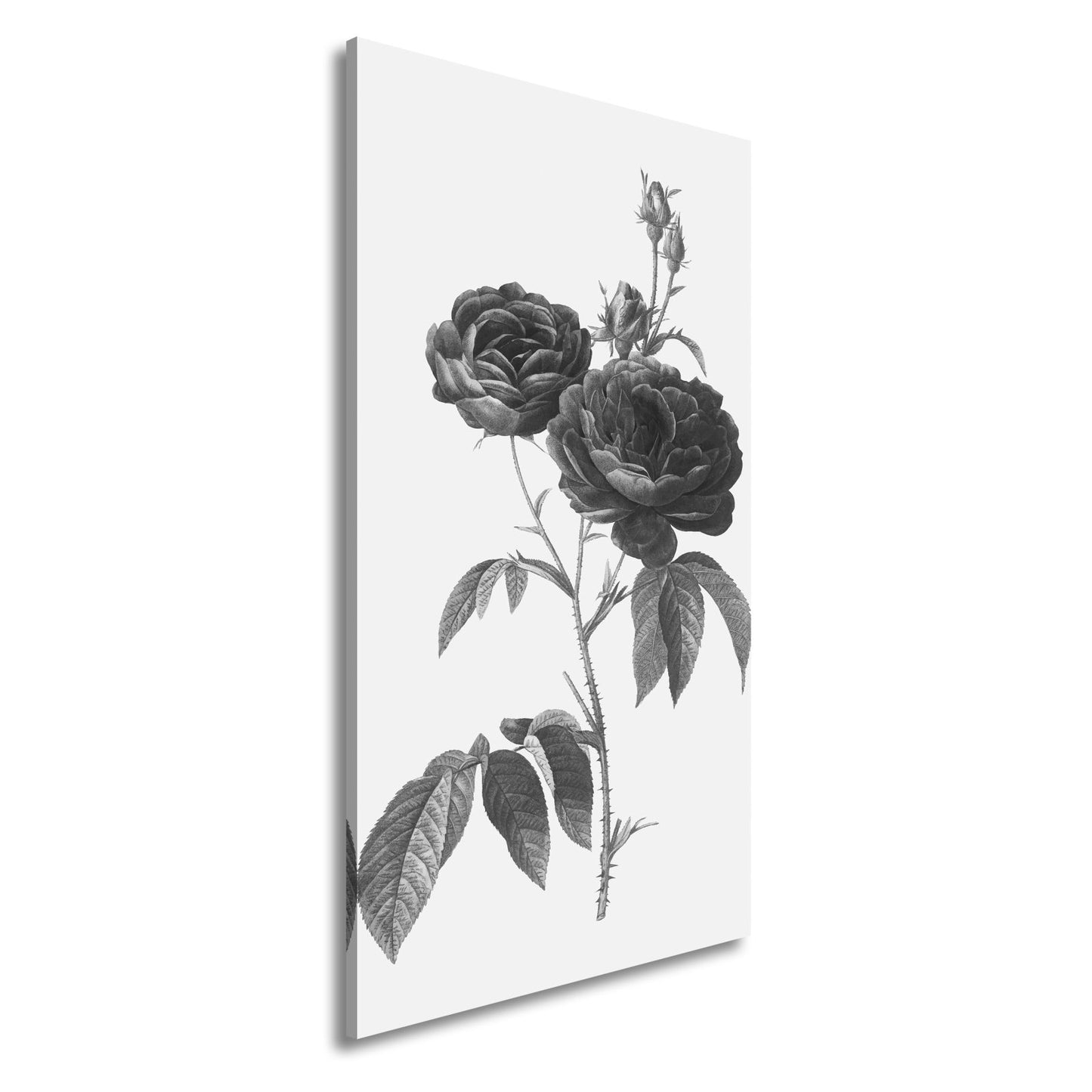 Leinwandbild Zarte Rosenblüten, klassisch illustriert in natürlicher Schönheit - deyoli
