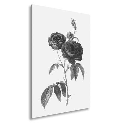Leinwandbild Zarte Rosenblüten, klassisch illustriert in natürlicher Schönheit - deyoli