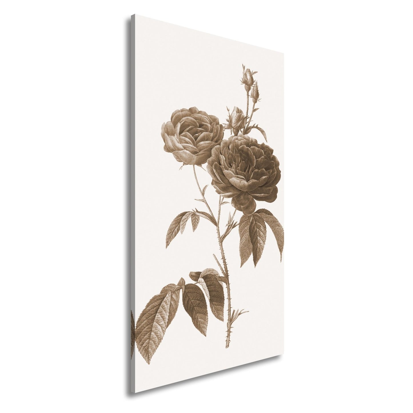 Leinwandbild Zarte Rosenblüten, klassisch illustriert in natürlicher Schönheit - deyoli