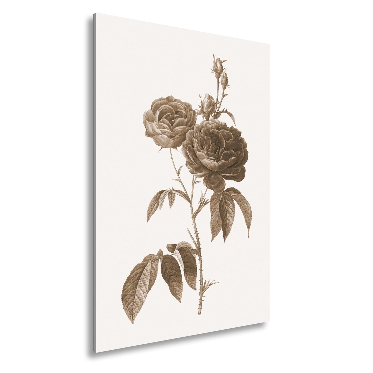 Leinwandbild Zarte Rosenblüten, klassisch illustriert in natürlicher Schönheit - deyoli