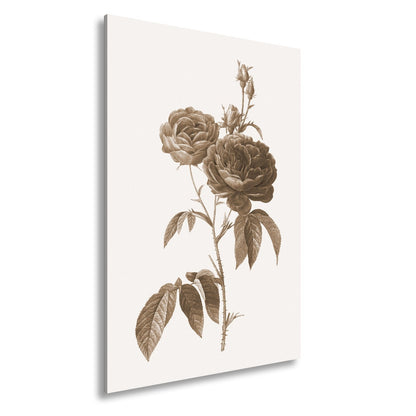 Leinwandbild Zarte Rosenblüten, klassisch illustriert in natürlicher Schönheit - deyoli