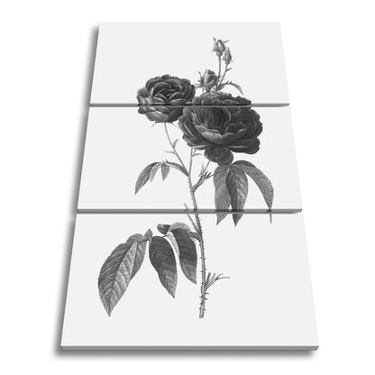 Leinwandbild Zarte Rosenblüten, klassisch illustriert in natürlicher Schönheit - deyoli