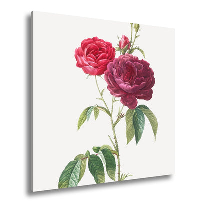 Leinwandbild Zarte Rosenblüten, klassisch illustriert in natürlicher Schönheit - deyoli
