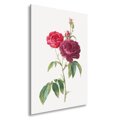 Leinwandbild Zarte Rosenblüten, klassisch illustriert in natürlicher Schönheit - deyoli