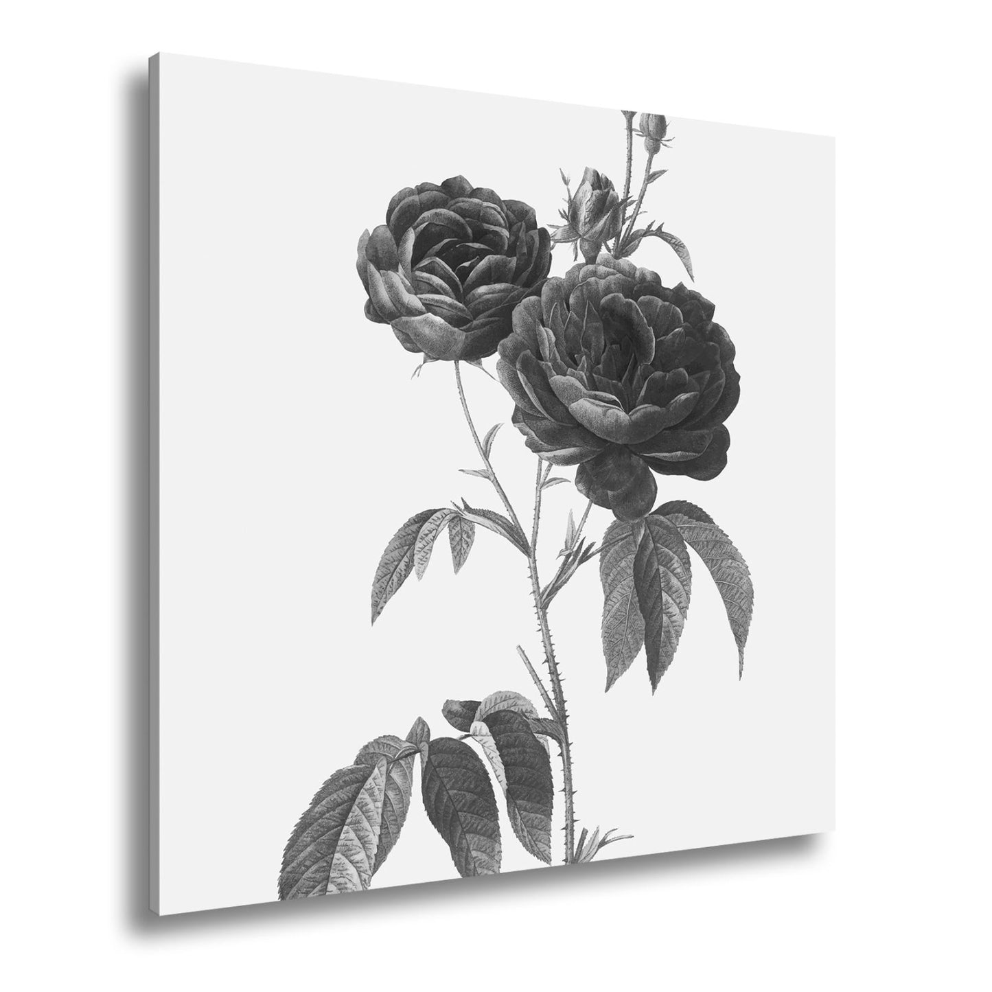 Leinwandbild Zarte Rosenblüten, klassisch illustriert in natürlicher Schönheit - deyoli