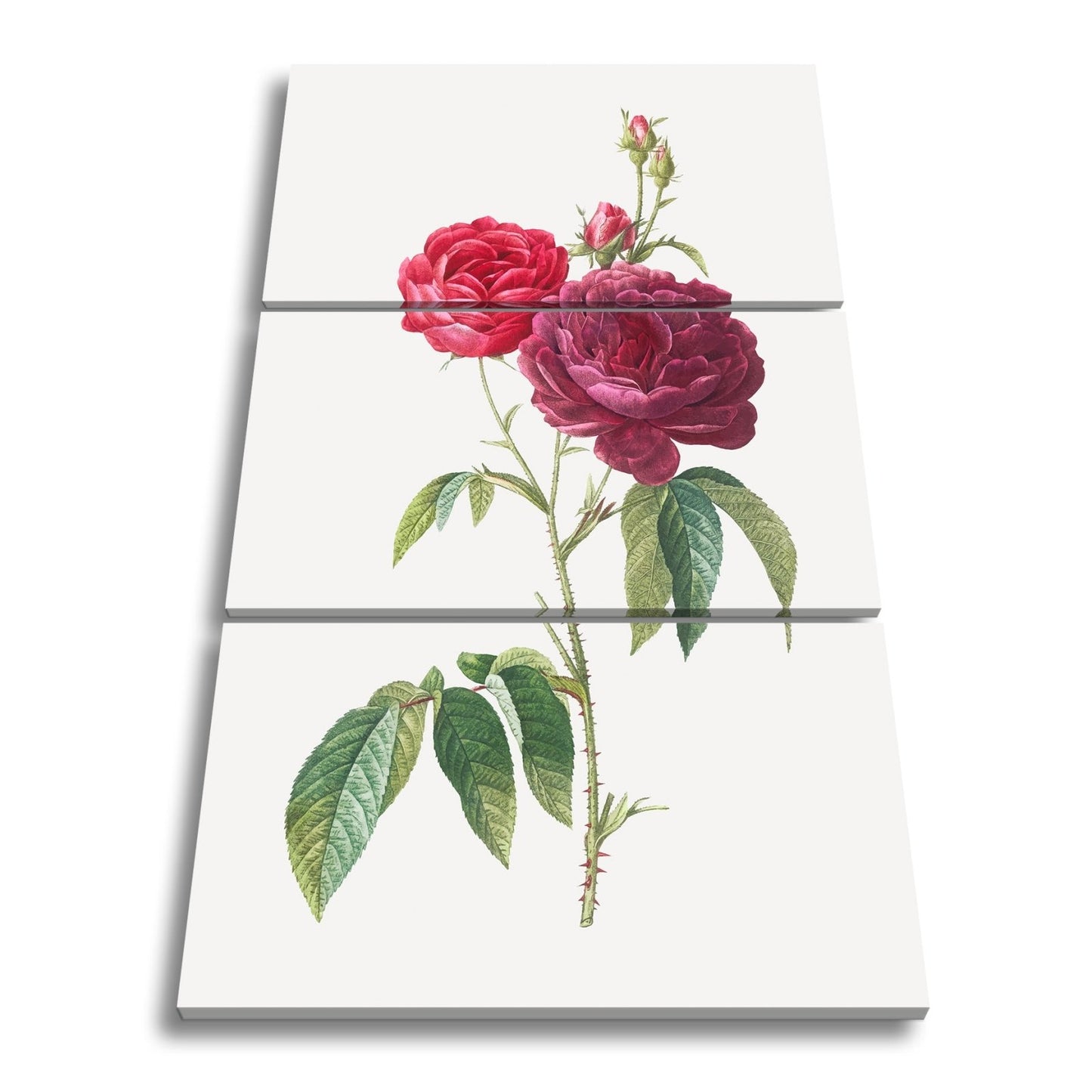 Leinwandbild Zarte Rosenblüten, klassisch illustriert in natürlicher Schönheit - deyoli