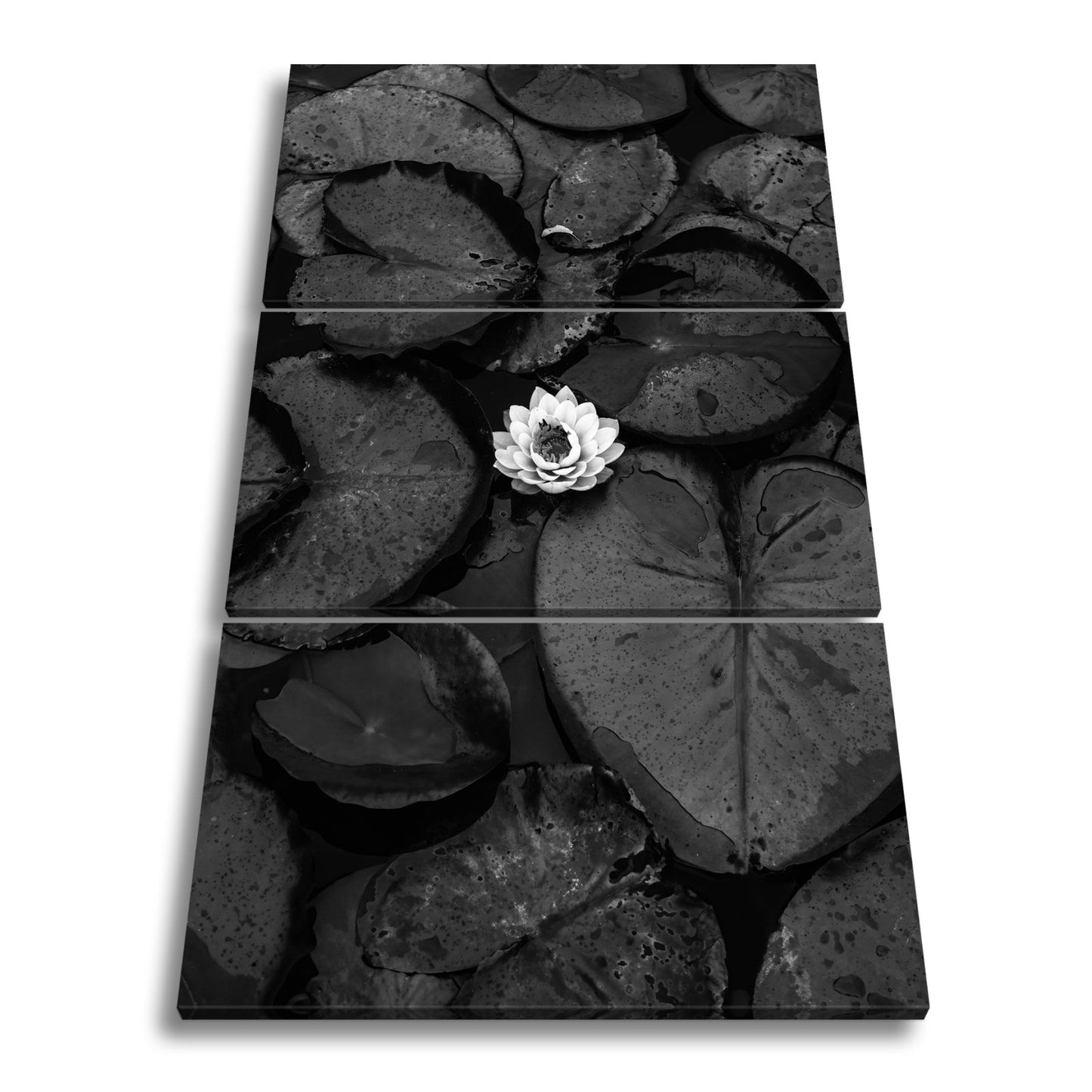 Leinwandbild Zarte Seerose ruht auf dunklem Wasser voller Stille. - deyoli