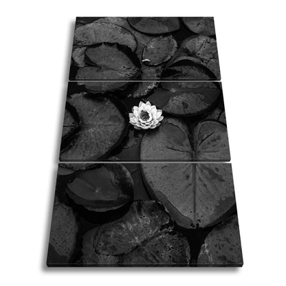 Leinwandbild Zarte Seerose ruht auf dunklem Wasser voller Stille. - deyoli