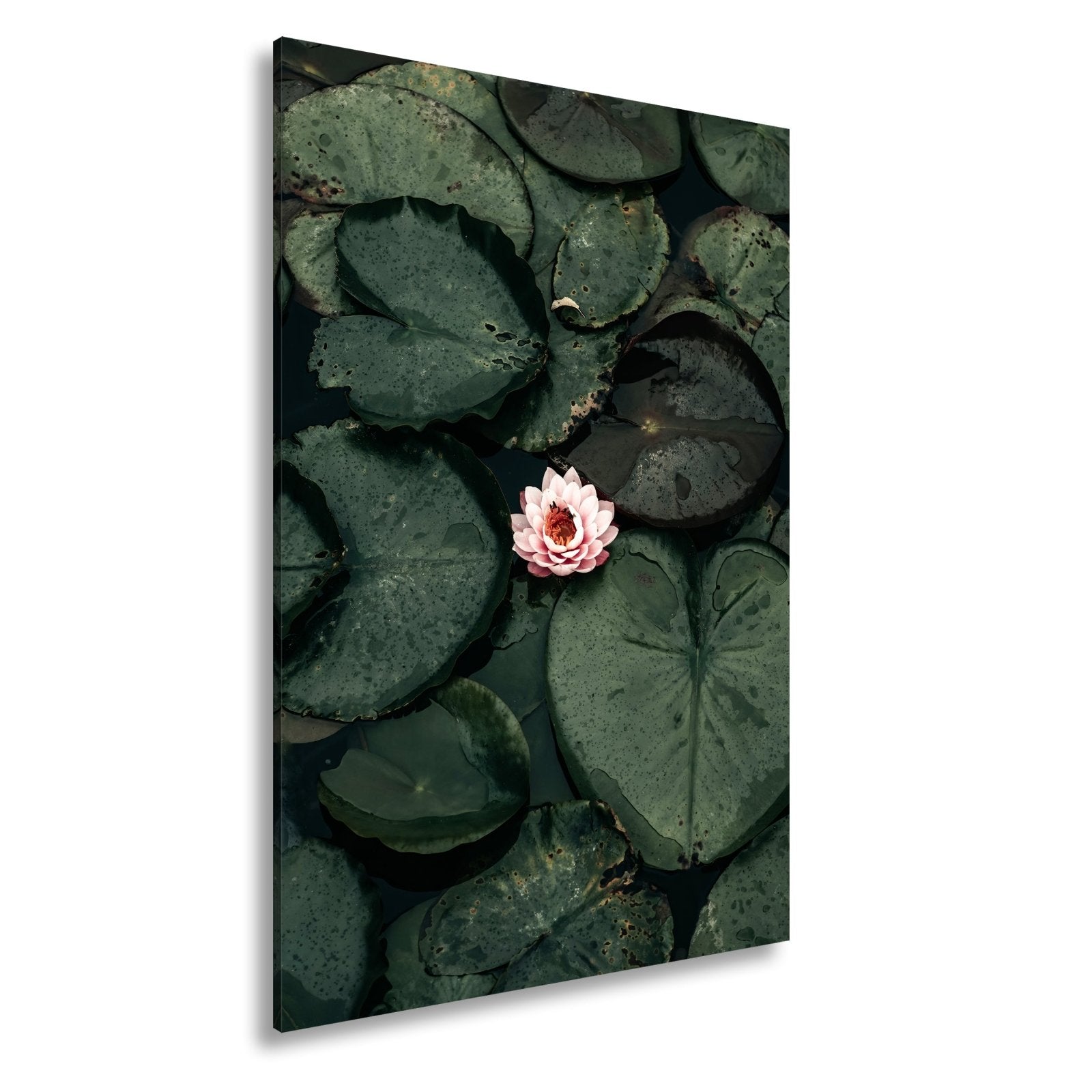 Leinwandbild Zarte Seerose ruht auf dunklem Wasser voller Stille. - deyoli
