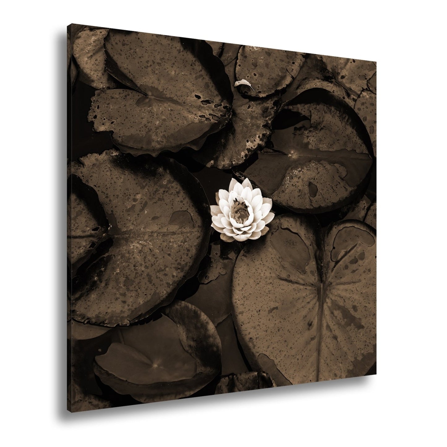 Leinwandbild Zarte Seerose ruht auf dunklem Wasser voller Stille. - deyoli