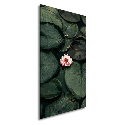 Leinwandbild Zarte Seerose ruht auf dunklem Wasser voller Stille. - deyoli
