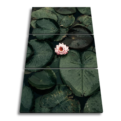 Leinwandbild Zarte Seerose ruht auf dunklem Wasser voller Stille. - deyoli